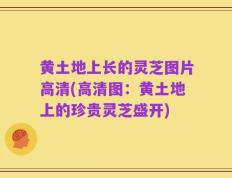 黄土地上长的灵芝图片高清(高清图：黄土地上的珍贵灵芝盛开)