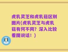 虎乳灵芝和虎乳菇区别图片(虎乳灵芝与虎乳菇有何不同？深入比较看图说话！)