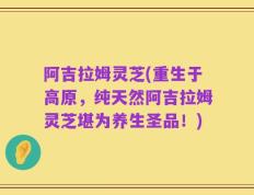 阿吉拉姆灵芝(重生于高原，纯天然阿吉拉姆灵芝堪为养生圣品！)