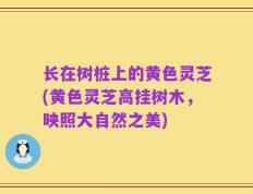 长在树桩上的黄色灵芝(黄色灵芝高挂树木，映照大自然之美)
