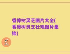 香樟树灵芝图片大全(香樟树灵芝壮观图片集锦)