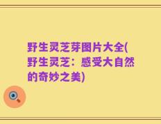 野生灵芝芽图片大全(野生灵芝：感受大自然的奇妙之美)