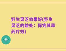 野生灵芝效果好(野生灵芝的益处：探究其草药疗效)