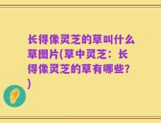 长得像灵芝的草叫什么草图片(草中灵芝：长得像灵芝的草有哪些？)