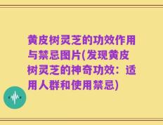 黄皮树灵芝的功效作用与禁忌图片(发现黄皮树灵芝的神奇功效：适用人群和使用禁忌)