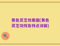 黄色灵芝效果图(黄色灵芝功效及特点详解)