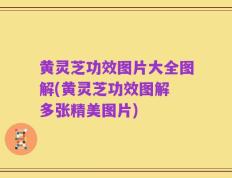 黄灵芝功效图片大全图解(黄灵芝功效图解 多张精美图片)