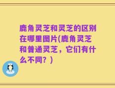鹿角灵芝和灵芝的区别在哪里图片(鹿角灵芝和普通灵芝，它们有什么不同？)
