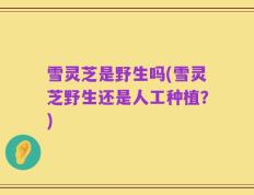 雪灵芝是野生吗(雪灵芝野生还是人工种植？)