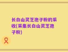 长白山灵芝孢子粉的采收(采集长白山灵芝孢子粉)