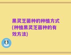 黑灵芝菌种的种植方式(种植黑灵芝菌种的有效方法)