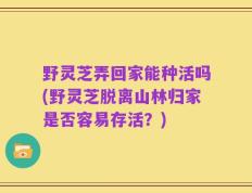 野灵芝弄回家能种活吗(野灵芝脱离山林归家是否容易存活？)