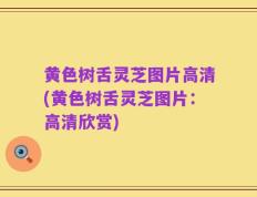 黄色树舌灵芝图片高清(黄色树舌灵芝图片：高清欣赏)