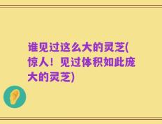 谁见过这么大的灵芝(惊人！见过体积如此庞大的灵芝)