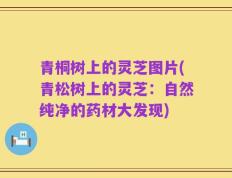 青桐树上的灵芝图片(青松树上的灵芝：自然纯净的药材大发现)