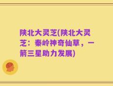 陕北大灵芝(陕北大灵芝：秦岭神奇仙草，一箭三星助力发展)