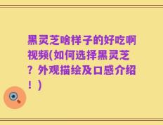 黑灵芝啥样子的好吃啊视频(如何选择黑灵芝？外观描绘及口感介绍！)