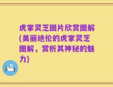虎掌灵芝图片欣赏图解(美丽绝伦的虎掌灵芝图解，赏析其神秘的魅力)