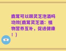 鹿茸可以跟灵芝泡酒吗功效(鹿茸灵芝酒：植物营养互补，促进健康！)
