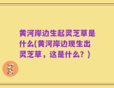 黄河岸边生起灵芝草是什么(黄河岸边现生出灵芝草，这是什么？)