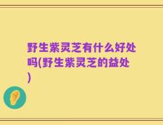 野生紫灵芝有什么好处吗(野生紫灵芝的益处)