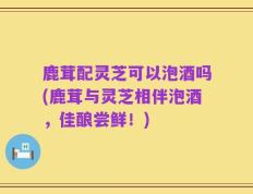 鹿茸配灵芝可以泡酒吗(鹿茸与灵芝相伴泡酒，佳酿尝鲜！)