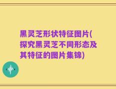 黑灵芝形状特征图片(探究黑灵芝不同形态及其特征的图片集锦)