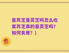 紫苏芝是灵芝吗怎么吃紫苏芝真的是灵芝吗？如何食用？)