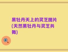 黑牡丹天上的灵芝图片(天然黑牡丹与灵芝共舞)