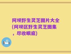阿坝野生灵芝图片大全(阿坝区野生灵芝图集，尽收眼底)