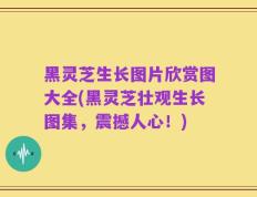 黑灵芝生长图片欣赏图大全(黑灵芝壮观生长图集，震撼人心！)