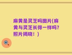 麻黄是灵芝吗图片(麻黄与灵芝长得一样吗？照片揭晓！)