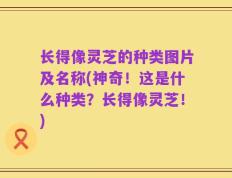 长得像灵芝的种类图片及名称(神奇！这是什么种类？长得像灵芝！)