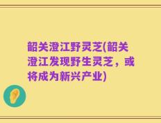 韶关澄江野灵芝(韶关澄江发现野生灵芝，或将成为新兴产业)