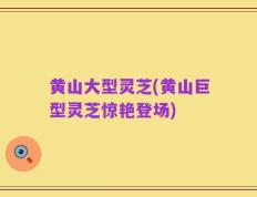 黄山大型灵芝(黄山巨型灵芝惊艳登场)