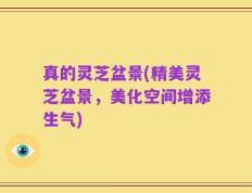 真的灵芝盆景(精美灵芝盆景，美化空间增添生气)