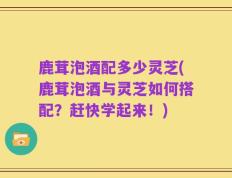鹿茸泡酒配多少灵芝(鹿茸泡酒与灵芝如何搭配？赶快学起来！)