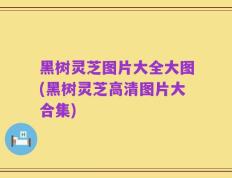 黑树灵芝图片大全大图(黑树灵芝高清图片大合集)