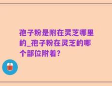 孢子粉是附在灵芝哪里的_孢子粉在灵芝的哪个部位附着？