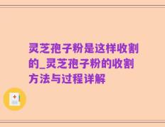 灵芝孢子粉是这样收割的_灵芝孢子粉的收割方法与过程详解