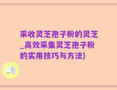 采收灵芝孢子粉的灵芝_高效采集灵芝孢子粉的实用技巧与方法)