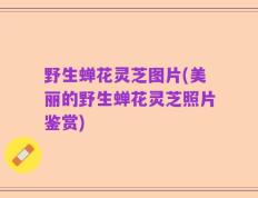 野生蝉花灵芝图片(美丽的野生蝉花灵芝照片鉴赏)