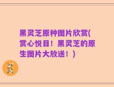 黑灵芝原种图片欣赏(赏心悦目！黑灵芝的原生图片大放送！)