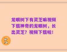 龙眼树下有灵芝嘛视频下载神奇的龙眼树，长出灵芝？视频下载啦！
