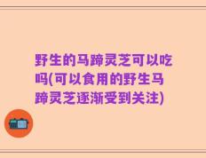野生的马蹄灵芝可以吃吗(可以食用的野生马蹄灵芝逐渐受到关注)