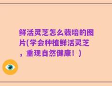 鲜活灵芝怎么栽培的图片(学会种植鲜活灵芝，重现自然健康！)