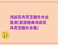 鸿运花卉灵芝图片大全高清(高清精美鸿运花卉灵芝图片合集)