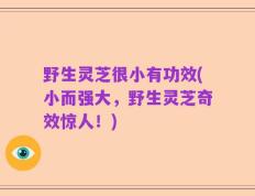 野生灵芝很小有功效(小而强大，野生灵芝奇效惊人！)
