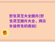 野生灵芝大全图片(野生灵芝图片大全，揭示补益养生的奥秘)