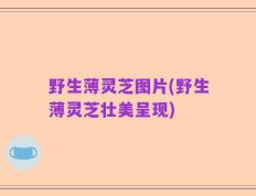 野生薄灵芝图片(野生薄灵芝壮美呈现)